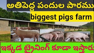 అతిపెద్ద పందులు పారము part A1 training centre feed medicine marketing అన్ని చెబుతున్నారు