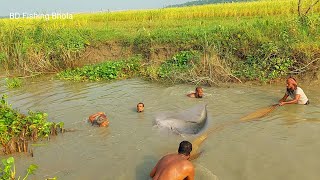 গলা সমান পানির নিজ থেকে বোয়াল মাছ ধরার অন্যরকম এক মুহূর্ত||Boal Fishing||Boiled Fishing Video