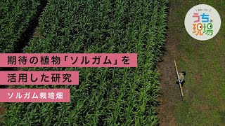 イネ科の作物から次世代素材をあれもこれも生産できる!?【ソルガム栽培畑/ 名古屋大学実証フィールド（愛知県東郷町）】｜中部電力