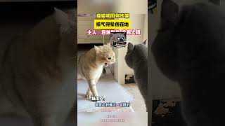 猫咪和同伴吵架太上头把自己气晕倒 知情者：应激反应无大碍，能把自己骂晕很搞笑 #猫咪的迷惑行为 #猫咪#上头