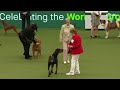 group judging working and presentation best in show at crufts 2023