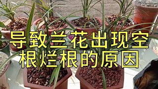 导致兰花出现空根烂根的原因