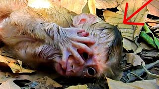 ohGod..! Cute Monkey. What Happened Baby...?​ Please...Mom | Nice Clip Baby Monkey | TOP Monkeys