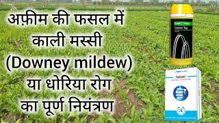 अफ़ीम में काली मस्सी का नियंत्रण | धोलिया रोग का नियंत्रण | Downey mildew of opium | अफीम की फ़सल