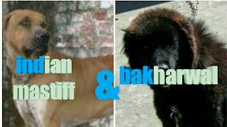 All about indian  mastiff and bakharwal dog