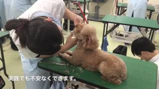 本物の犬の前に、練習を！動物・学校・新潟・長野