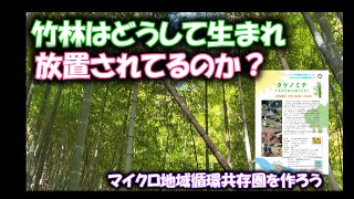 【竹被害、竹林放置】使い捨てられた竹山、竹の歴史と竹被害と未来。竹を知ろう