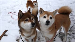 柴犬ひかいちめろ親子　Three lovely Shiba