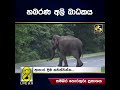 හබරණ අලි බාධකය