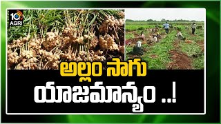 అల్లం సాగు యాజ‌మాన్యం ..!  Ginger Crop Cultivation Guide | Ginger Farming | Matti Manishi | 10TV