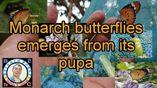 BETv | Monarch butterflies emerges from its pupa