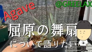 【Agave】アガベ！屈原の舞扇について語ってみた【GREELAX】