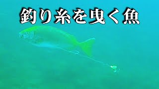 【 魚と釣り糸 】釣り糸を引きずるアイゴ