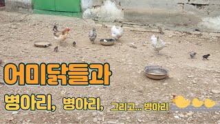 3마리의 암탉이 동시에 부화했다. 각기 다른 암탉들의 병아리 육아법.