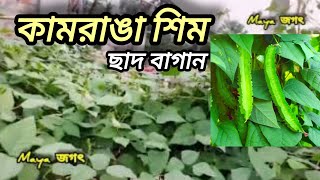 ছাদে কামরাঙা শিম চাষ করুন | ছাদ বাগান | শিম চাষ পদ্ধতি #শিমচাষ #ছাদবাগান