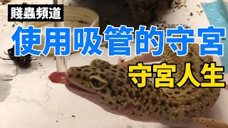 【王牌大賤蟲】 會使用吸管的守宮 ! 守宮人生 ! | 櫻桃紅蟑 | 蟋蟀 | 守宮 | 杜比亞