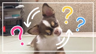 [???] Why does Chihuahua Dog Tilt its Head? [???]