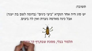 סרטון 15 - כינה אינה פרה ורבה. תלמוד בבלי, מסכת שבת. דף קז, עמוד ב