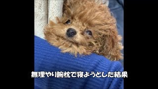 【短編集】何かと仕草がかわいいトイプードルの子犬