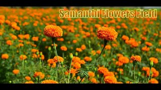 Colorful Orange and Yellow Samanthi Flowers | Chrysanthemum Flower | Sevanthi Flowers Field 3