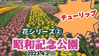 【昭和記念公園②】242品種22万球の絶景チューリップ〜しげちゃんの今日も絶好調 ！！