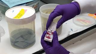 Behind the Scenes Histology