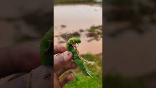 ఈ పురుగు పేరు తెలుసా ll #viralshorts #ytshorts #green #nature #bug #adventure #discovery #beargrylls