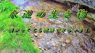 【自然観察】水辺の生き物～網がなくても採集可能な生き物も～