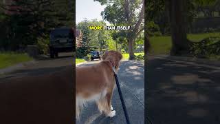 Awesome life of a Golden Retriever 259 #shorts #shortsvideo #short #shortvideo #dog #goldenretriever