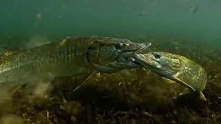 Muskie Eats Pike – Rare Apex Predator Showdown! 🐟🔥