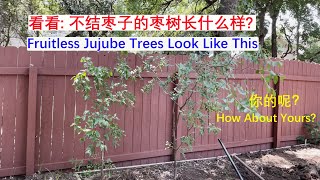 [Eng Sub] 不结枣子的枣树都长啥样？如何让其再结枣子？Characteristics of Fruitless Jujube. How to Make It Bear Fruits Again