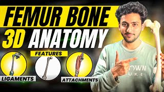 Femur Bone Anatomy 3D - Lower Limb | Attachments of Femur, Ligaments \u0026 Features | MBBS World