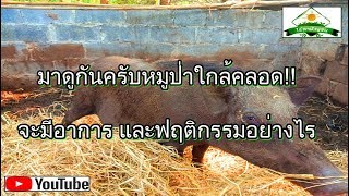 อาการก่อนคลอดของหมูป่า