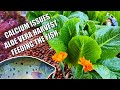 Aquaponics Early Summer Update