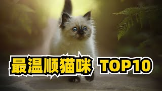 世界最温顺的猫咪种类TOP10，第一名你猜到了吗？