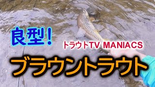 本流横の支流にて　北海道十勝ニジマス川釣り　良型ブラウントラウト　ルアーフィッシング