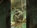 お猿さんから学ぶ愛 どうぶつの日常 よこはま動物園ズーラシア 横浜 動物園 オラウータン 猿 かわいい動物 可愛い動物 バレンタイン shorts short カップルvlog