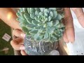 unboxing big succulents from trinidad benguet dt. flexing cactus