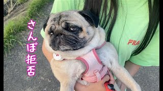 暑い時のさんぽは拒否るパグ犬ぷぅPug