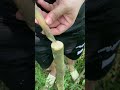 Top grafting technique #plant #garden#treegrafting