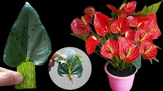Grow ANTHURIUM Super Fast From LEAVES With Just ONE ALOE VERA