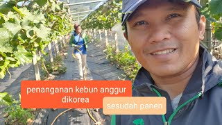 PENANGANAN POHON ANGGUR PASCA PANEN PART | ,#kebun anggur korea#