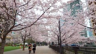 447 Tokyo 大崎から五反田の桜散歩 [4K] Osaki to Gotanda Sakura Walk