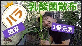 【バラ乳酸菌散布】1番元気なのは雑草！の巻き！