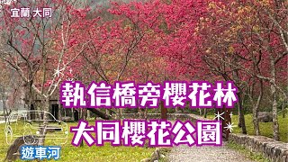 2025 -2 宜蘭 大同 執信橋旁櫻花林 \u0026大同櫻花公園🌸🚘遊車河賞櫻全程路況與花況