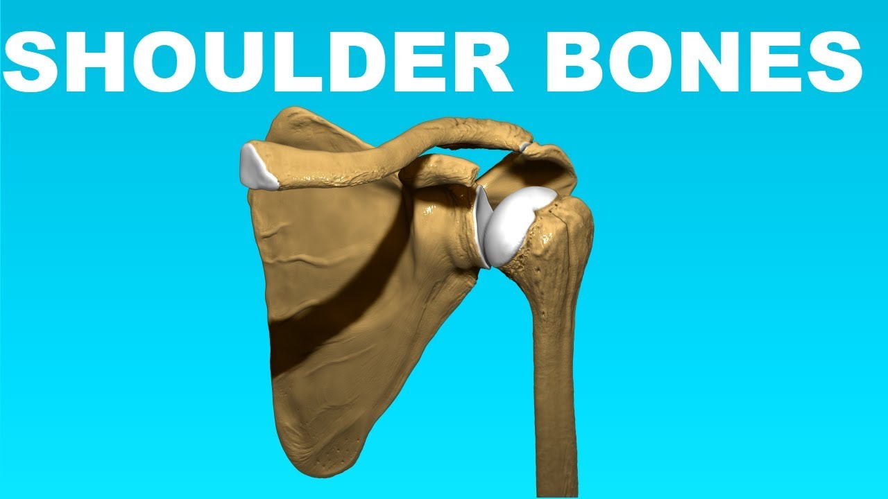 Shoulder Anatomy Overview Clavicle Humerus Scapula Bones 4 Youtube