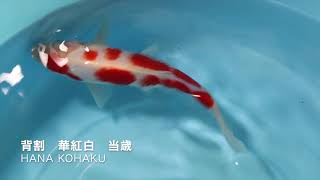 華紅白　当歳　HANA KOHAKU 錦鯉大地　KOITAICHI