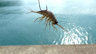 フナムシに針を付けて堤防から落とすと...