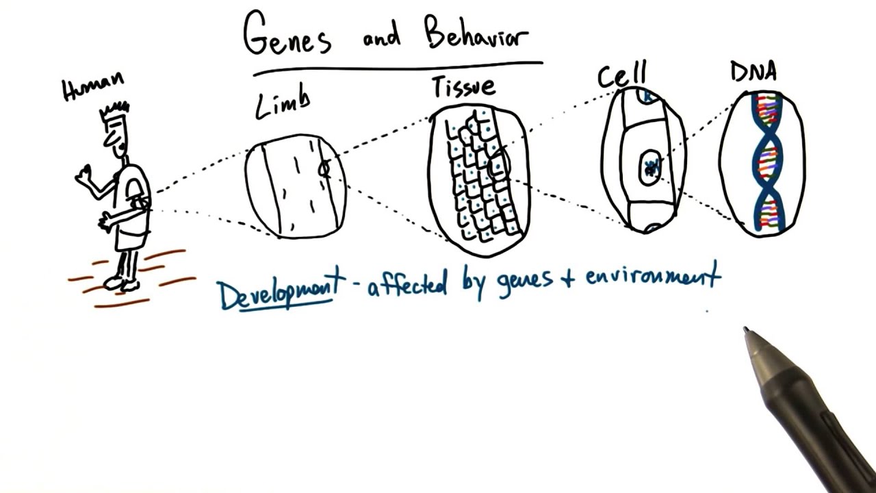 Genetic Basis For Behavior - Intro To Psychology - YouTube