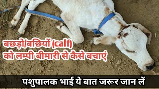 बछड़ो-बछड़ियों (Calf) को लम्पी से कैसे बचाये|| क्या रखे सावधानी || Lumpy skin disease in calf